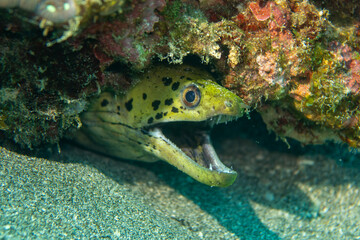 Obraz premium Fimbriated Moray Eel (Gymnothorax fimbriatus) Peeking from Coral Crevice with Open Mouth on Sandy Seabed