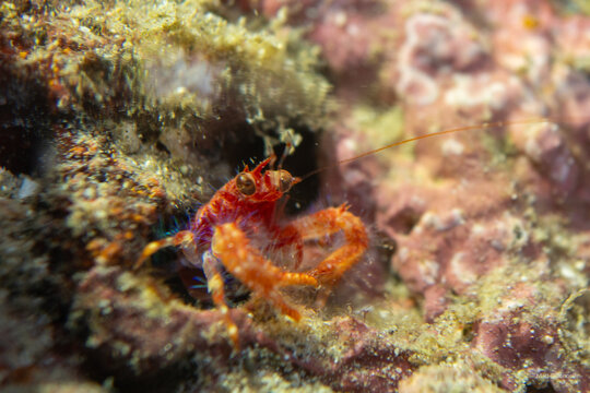 Spotted Porcelain Crab (Neopetrolisthes maculatus) Peering from a Reef Crevice, Cabilao Island, Bohol, Philippines