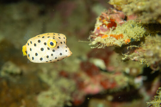 Juvenile Yellow Boxfish (Ostracion cubicus) with Black Spots on a Tropical Coral Reef, Cabilao Island, Bohol, Philippines