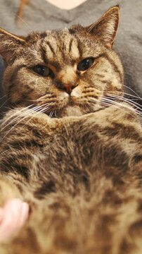 Funny cat sit on person lap exposing soft belly