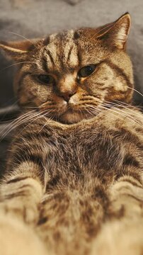 Funny cat sit on person lap exposing soft belly