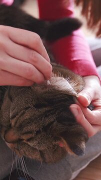 Cat ear cleaning process with cotton swab