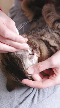 Cleaning cat ear with a cotton swab