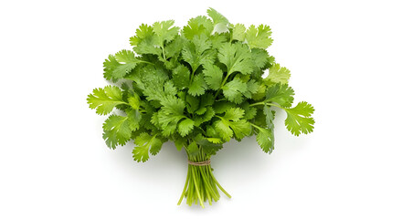 Fototapeta premium Fresh bunch of organic green cilantro leaves tied with twine isolated on a white background for professional culinary photography projects