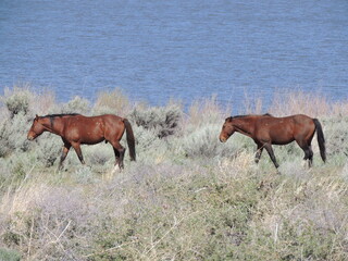 Obraz premium Two wild horses walking along the lake