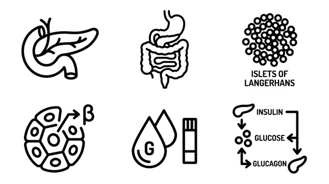 Black line icons set of human pancreas anatomy digestive system islets of langerhans beta cells glucose testing and hormone loop, concept for medical education, infographic and diabetes awareness