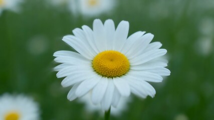 Fototapeta premium Chamomile Flowers Macro Natural Light Calming Herbal Tea Concept