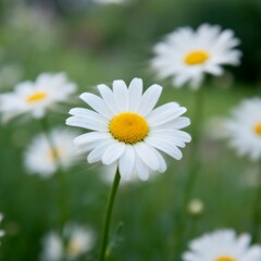Obraz premium Chamomile Flowers Macro Natural Light Calming Herbal Tea Concept