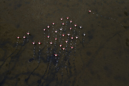 Aerial view of a flock of flamingos wading through the shallow, dark waters, their pink plumage a striking contrast against the earthy tones, San Pedro del Pinatar, Region of Murcia, Spain.