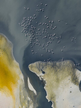 Aerial view of a flock of birds clustered in the water, contrasted against the ochre shoreline, highlighting the natural textures, San Pedro del Pinatar, Region of Murcia, Spain.