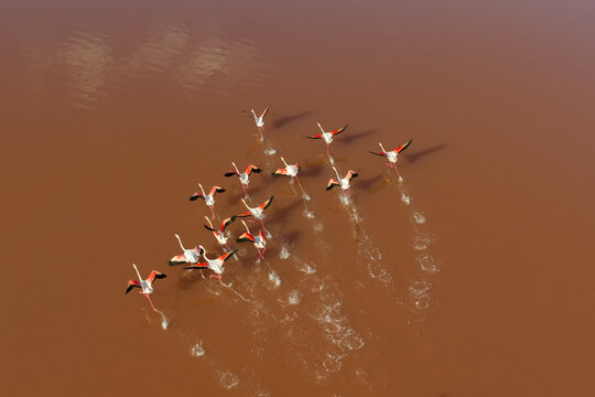 Aerial view of a flock of flamingos taking flight from the rust-colored waters, their reflections shimmering like liquid fire, San Pedro del Pinatar, Region of Murcia, Spain.