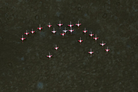 Aerial view of a perfectly aligned formation of small red and white boats creating a striking visual pattern against the dark water, San Pedro del Pinatar, Spain.