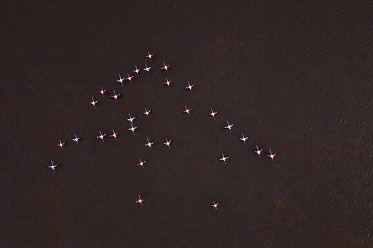 Aerial view of a gathering of flamingos in the water creating a beautiful, dynamic pattern against the reddish-brown hue of the water, San Pedro del Pinatar, Region of Murcia, Spain.