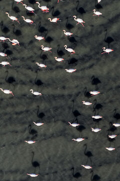 Aerial view of flamingos wading in the shallow waters, their pink plumage stark against the dark water, creating a striking contrast of color and form, San Pedro del Pinatar, Region of Murcia, Spain.