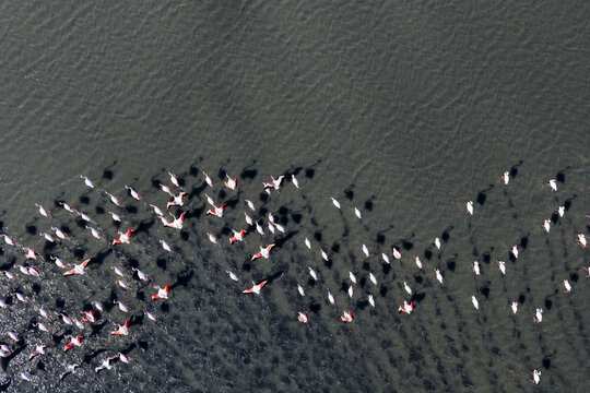 Aerial view of flamingos scattered across the water's surface creating patterns of pink and white against the dark water, San Pedro del Pinatar, Region of Murcia, Spain.