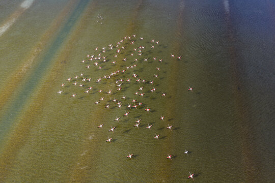Aerial view of flamingos congregating in a shallow lagoon, their pink plumage contrasting with the muted green and brown hues of the water, San Pedro del Pinatar, Region of Murcia, Spain.