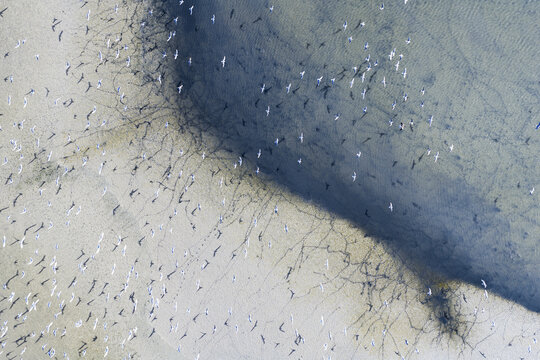Aerial view of shimmering shallow waters meet the sandy shore, dotted with countless birds creating a textured tapestry of life, San Pedro del Pinatar, Region of Murcia, Spain.
