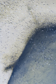 Aerial view of flocks of birds scattered on the sand next to the water's edge, creating a mesmerizing contrast of light and shadow, San Pedro del Pinatar, Region of Murcia, Spain.