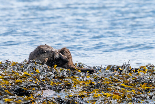 An otter (Lutra lutra) having a good scratch on rocks and kelp just off the shore of the Isle of Skye near Elgol