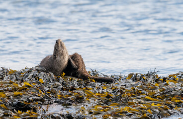 Fototapeta premium An otter (Lutra lutra) having a good scratch on rocks and kelp just off the shore of the Isle of Skye near Elgol