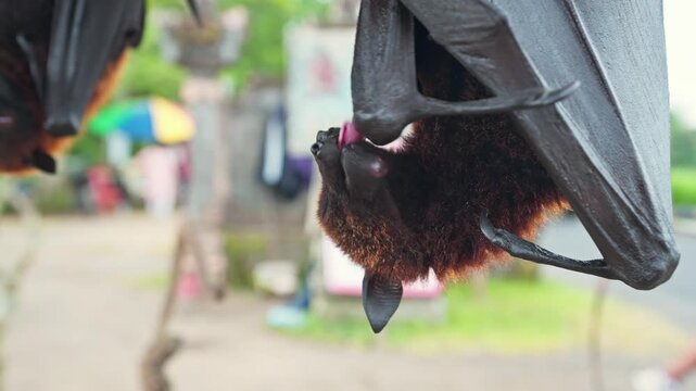 Head Closeup of a Flying Fox, a huge bat