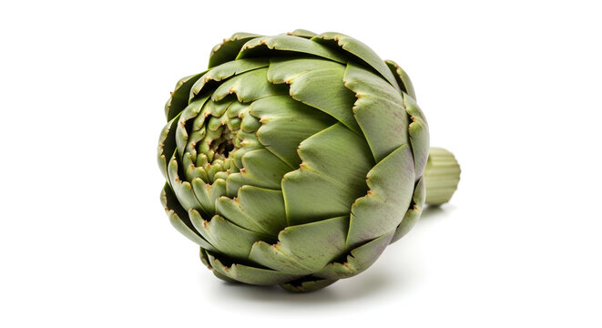 Single raw globe artichoke vegetable with green layered leaves isolated on a white background showing its natural healthy organic texture