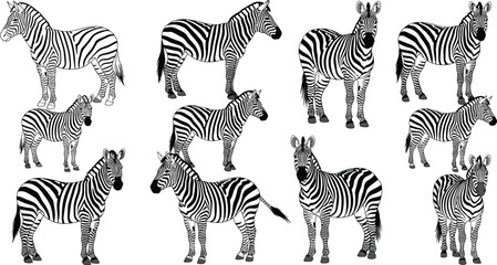 Obraz premium Zebra Animal Sketch Set with Different Poses African Wildlife Striped Horse Line Art Vector Illustration Collection