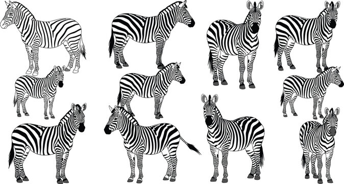Zebra Animal Sketch Set with Different Poses African Wildlife Striped Horse Line Art Vector Illustration Collection