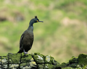 Obraz premium A shag (Phalacrocorax aristotelis or Gulosus aristotelis) on the sea cliffs on the island of Canna, Scotland