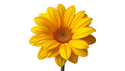 Naklejka premium A bright yellow flower with a dark center on a white background
