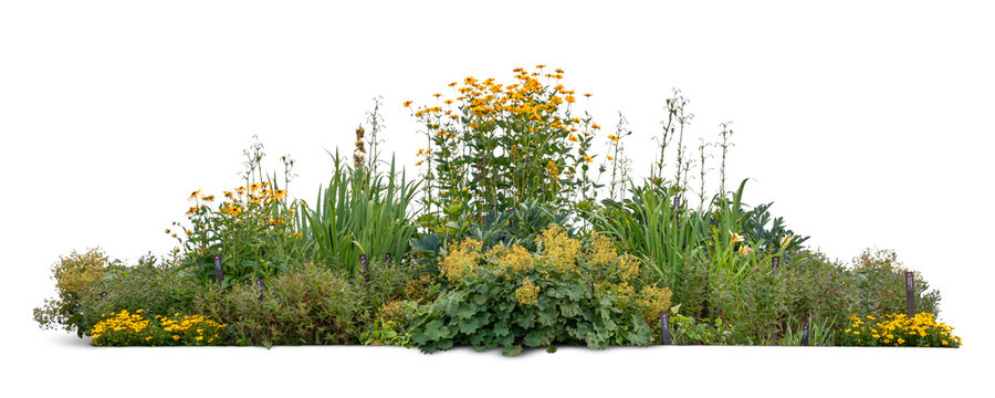 Large flowerbed with blooming different yellow colored flowers and plants, isolated on white and transparent background