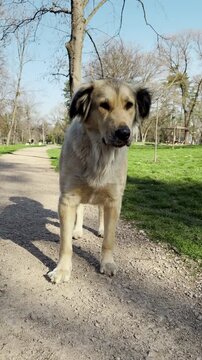 Big mixed breed dog stands on a gravel path in a park and licks its nose. Calm moment captures natural behavior, curiosity, and relaxed outdoor lifestyle in green surroundings