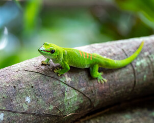 Fototapeta premium Gecko