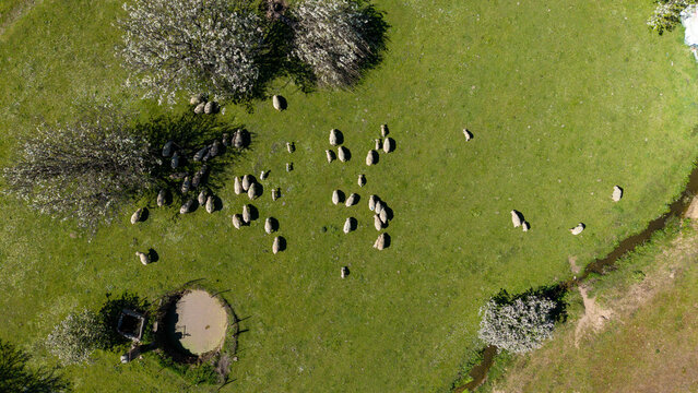 Aerial view of sheep grazing peacefully on a vibrant green meadow, with a small stream running through it, surrounded by blossoming trees, Navas del Madrono, Spain.