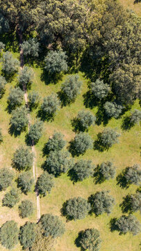 Aerial view of rows of trees planted in an orderly fashion, juxtaposed against a dense forest, creating a striking contrast of cultivated and wild landscapes, Navas del Madrono, Spain.