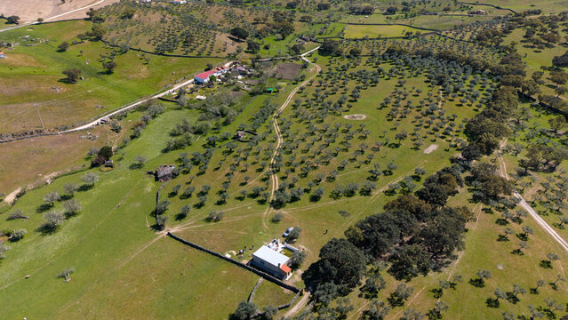 Aerial view of sun-drenched fields and olive groves create a tapestry of vibrant greens, punctuated by the rustic charm of scattered farmhouses, Beja, Portugal.