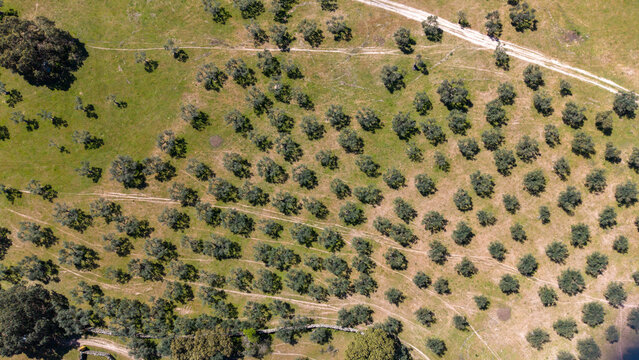 Aerial view of trees standing in rows on the soft, sun-drenched land, set against the backdrop of light green grass, Lisbon, Portugal.