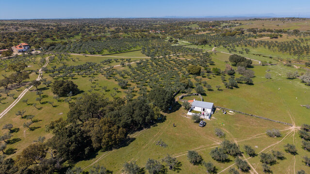 Aerial view of an expansive, lush landscape dotted with olive groves and scattered rural houses under the vast sky, Evora, Portugal.