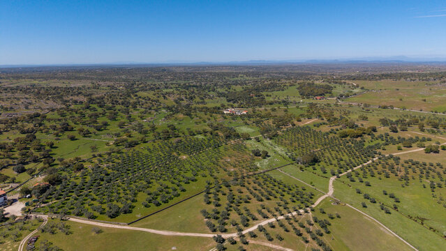Aerial view of vibrant green fields, interspersed with olive groves and a solitary house, contrasting against the clear blue sky, Evora, Portugal.
