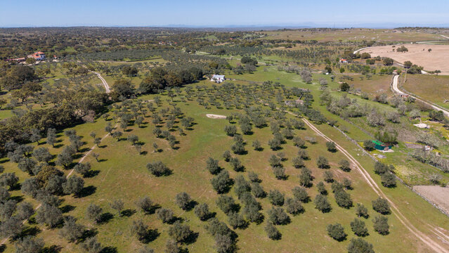 Aerial view of the sun-drenched olive groves stretching across the undulating landscape, punctuated by the occasional farmhouse, Evora, Portugal.