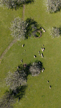Aerial view of sheep grazing peacefully amongst the trees in a verdant pasture, [Actual City Name], [Actual State Name], [Actual Country Name].