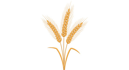 Fototapeta premium Detailed golden illustration of three stalks of wheat standing together in a fan-like arrangement on a white background.