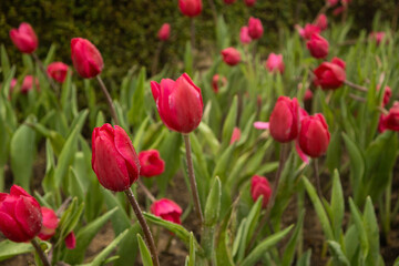 Obraz premium flower bed of red tulips