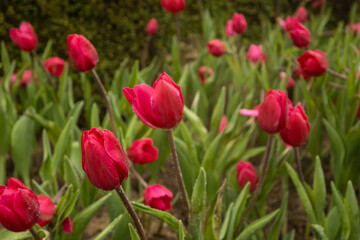 Obraz premium flower bed of red tulips
