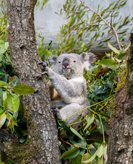 Obraz premium koala in a tree