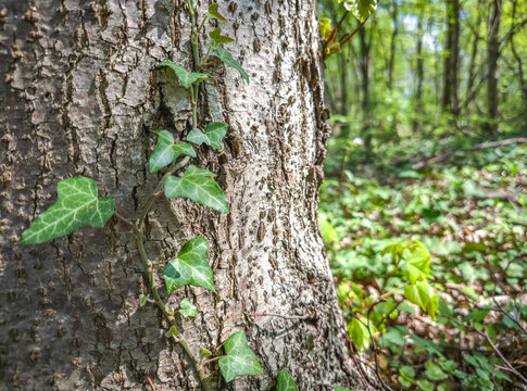 Close up of green ivy leaves growing on tree bark with blurred forest background 
