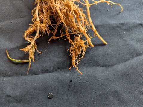 Celery plants infected with root nematodes. The image shows the roots of celery plants grown in Lam Dong, Vietnam. Celery, grown as a leafy vegetable, is widely cultivated in Don Duong, a major vegeta