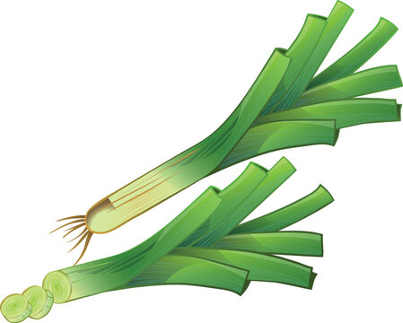 celery isolated on white background