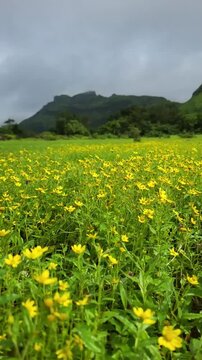 Scenic view of Sonki (Senecio bombayensis), vibrant yellow blooms carpeting the land, set against lush green mountains of the Western Ghats, creating a striking and lively monsoon landscape.