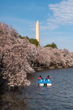 Paddleboat on Tidal Basin with Washington Monument in Spring Washington DC